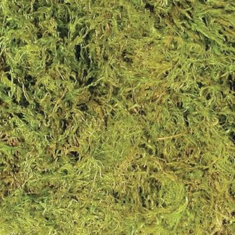Zoo Med Terrarium Moss Large 2,4 L – Natuurlijk Mos voor Tropisch Terrarium