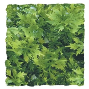 Zoo Med Medium Australian Maple – Realistische Terrarium Kunstplant voor Reptielen