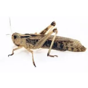 Treksprinkhanen maat 8 – Adult, ca. 10 stuks