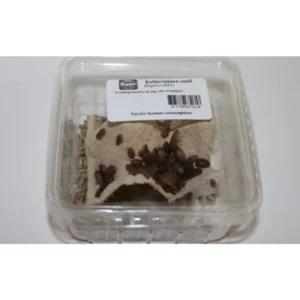 Blaptica dubia maat 1 – Kleine voedseldieren, ca. 20 stuks