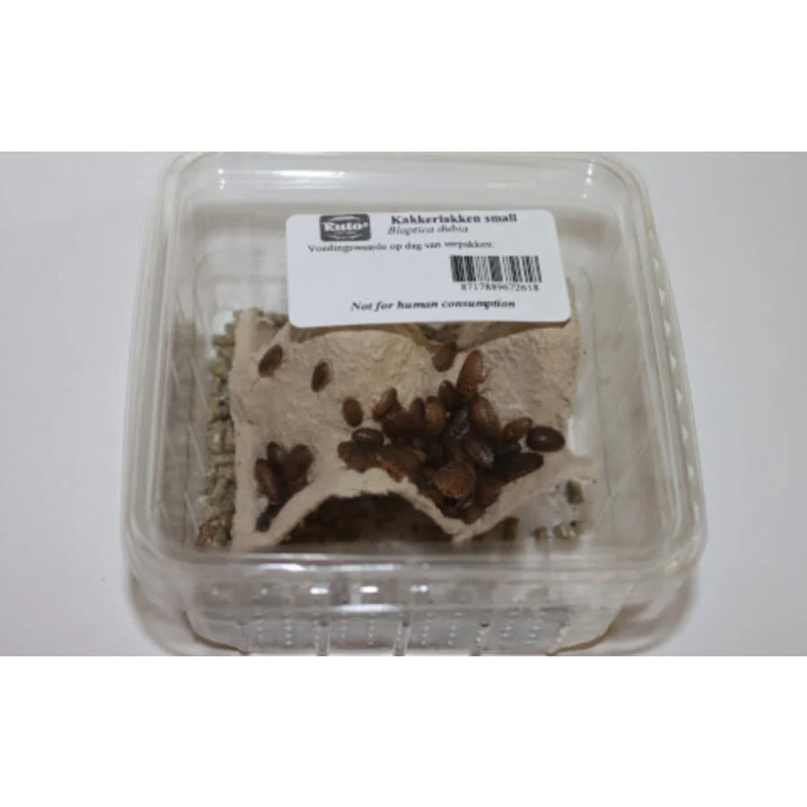 Blaptica dubia maat 1 – Kleine voedseldieren, ca. 20 stuks